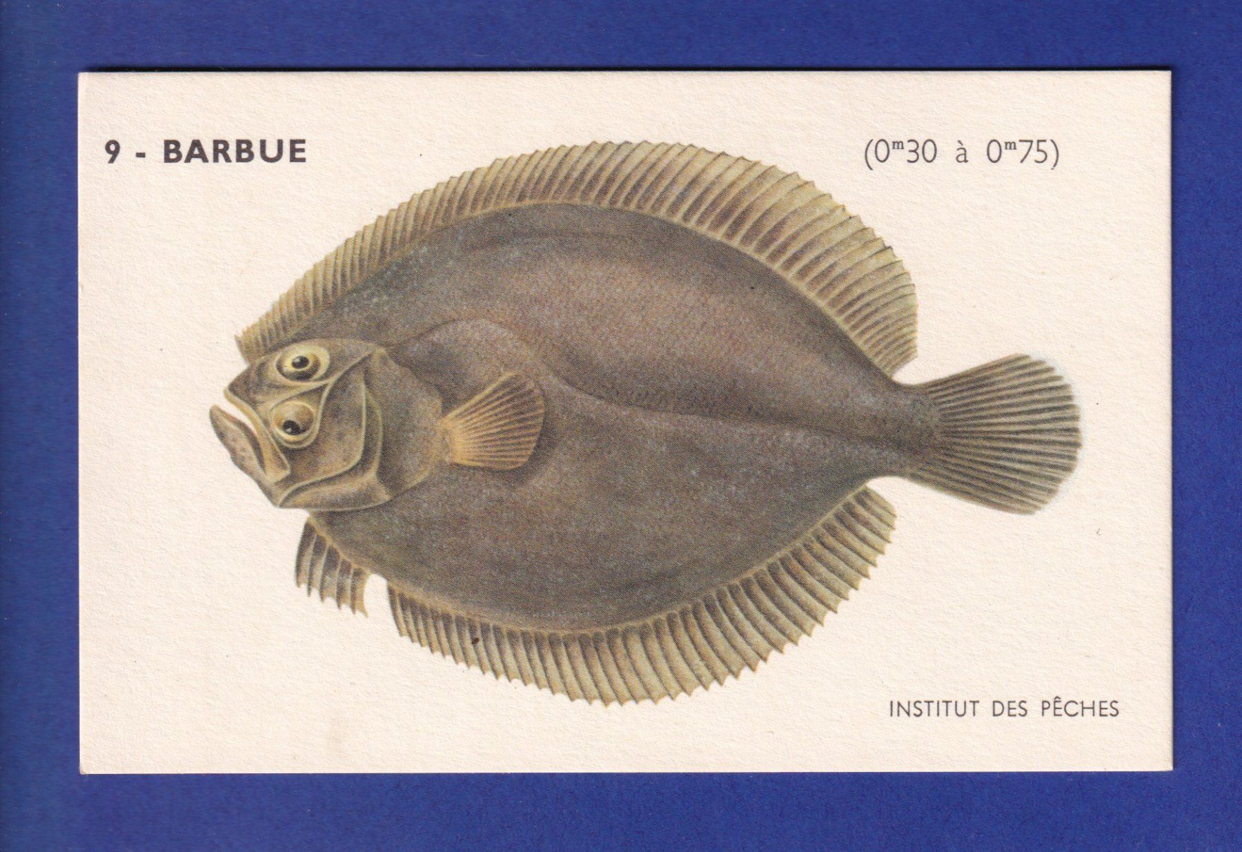 Cartes postales: Poisson - BARBUE – D'occasion à Pully par nicecards-shop