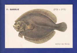 Poisson - BARBUE