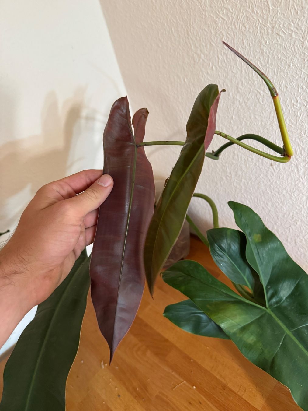 Pflanzen & Samen: XXL Philodendron Atabapoense Steckling – Gebraucht aus Männedorf von mrclst 4