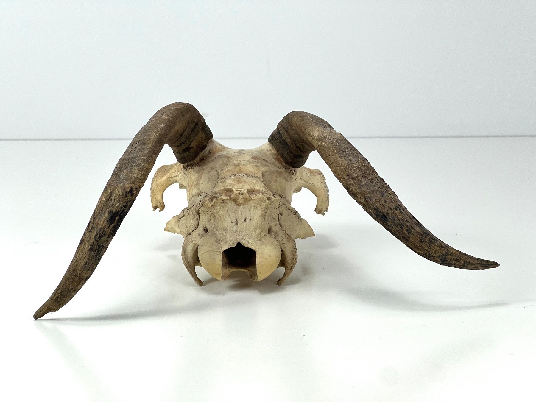 Il mondo degli animali: Echter Ziegen SCHÄDEL mit Hörnern Jagdtrophäe Naturdeko – Usato da Zürich venduto da Arche_Brockenhaus 4