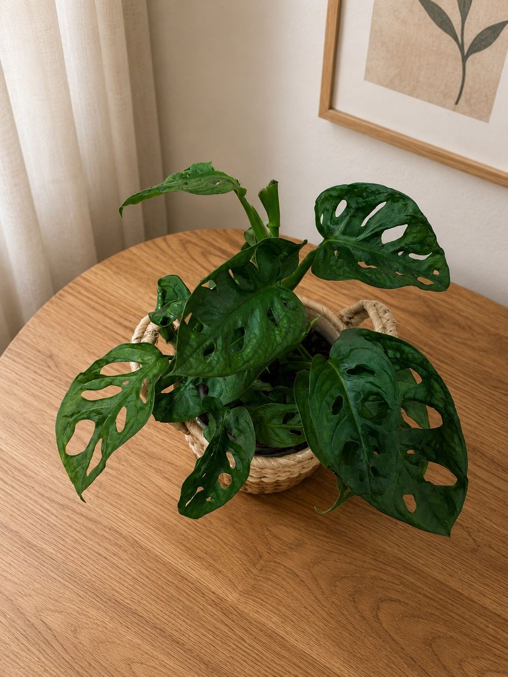 Pflanzen & Samen: Monstera Adansonii Steckling✨ – Neu (gemäss Beschreibung) aus Altdorf UR von nemio.shop 1