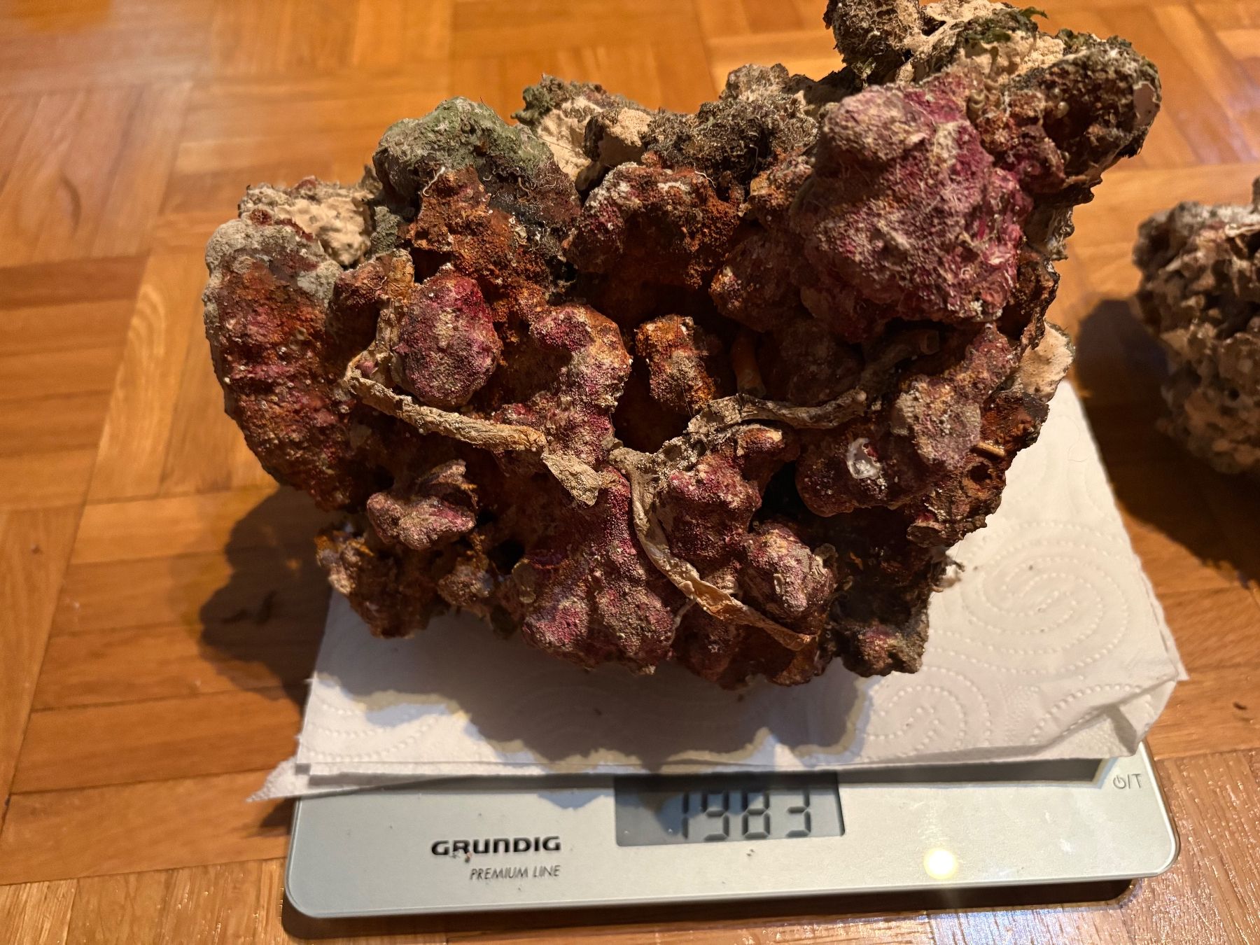 Acquari: Totes Lebendgestein für Aquarium – Usato da Genève venduto da papillon2976