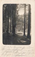 Wald in der Umgebung von Bern Bern (BE)