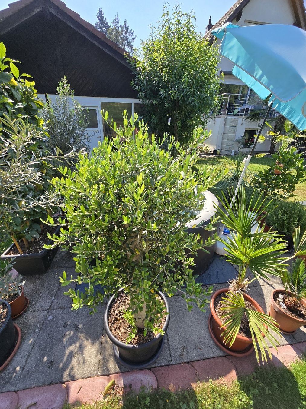 Plantes & graines: Toller schöner Olivenbaum  – D'occasion à Aarburg par popkorn65 2