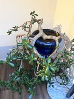 Geldbaum Crassula ovata im Topf blau