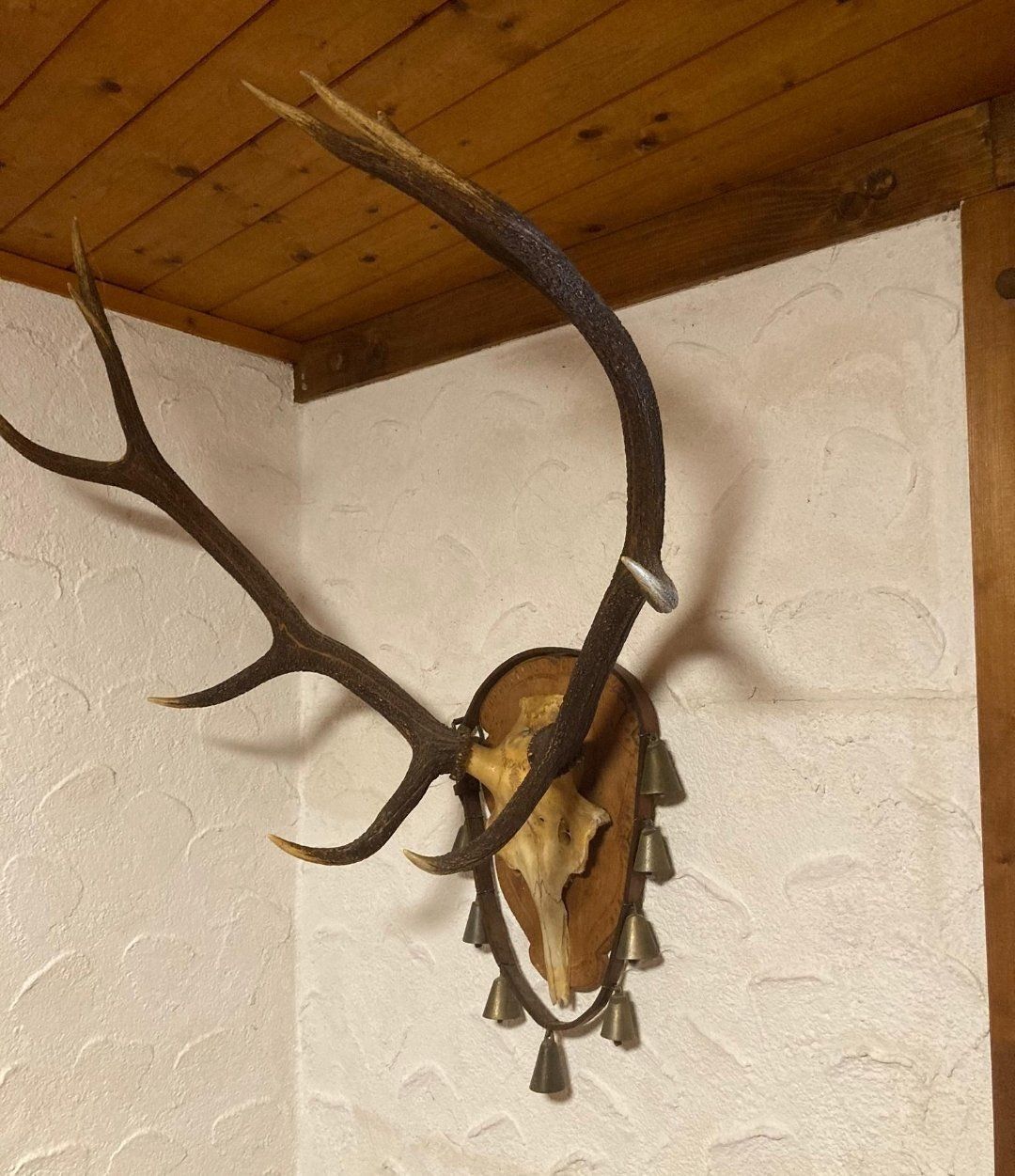 Il mondo degli animali: Wunderschöne Hirschgeweih-Trophäe – Usato da Zürich venduto da Melossoap