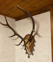 Wunderschöne Hirschgeweih-Trophäe