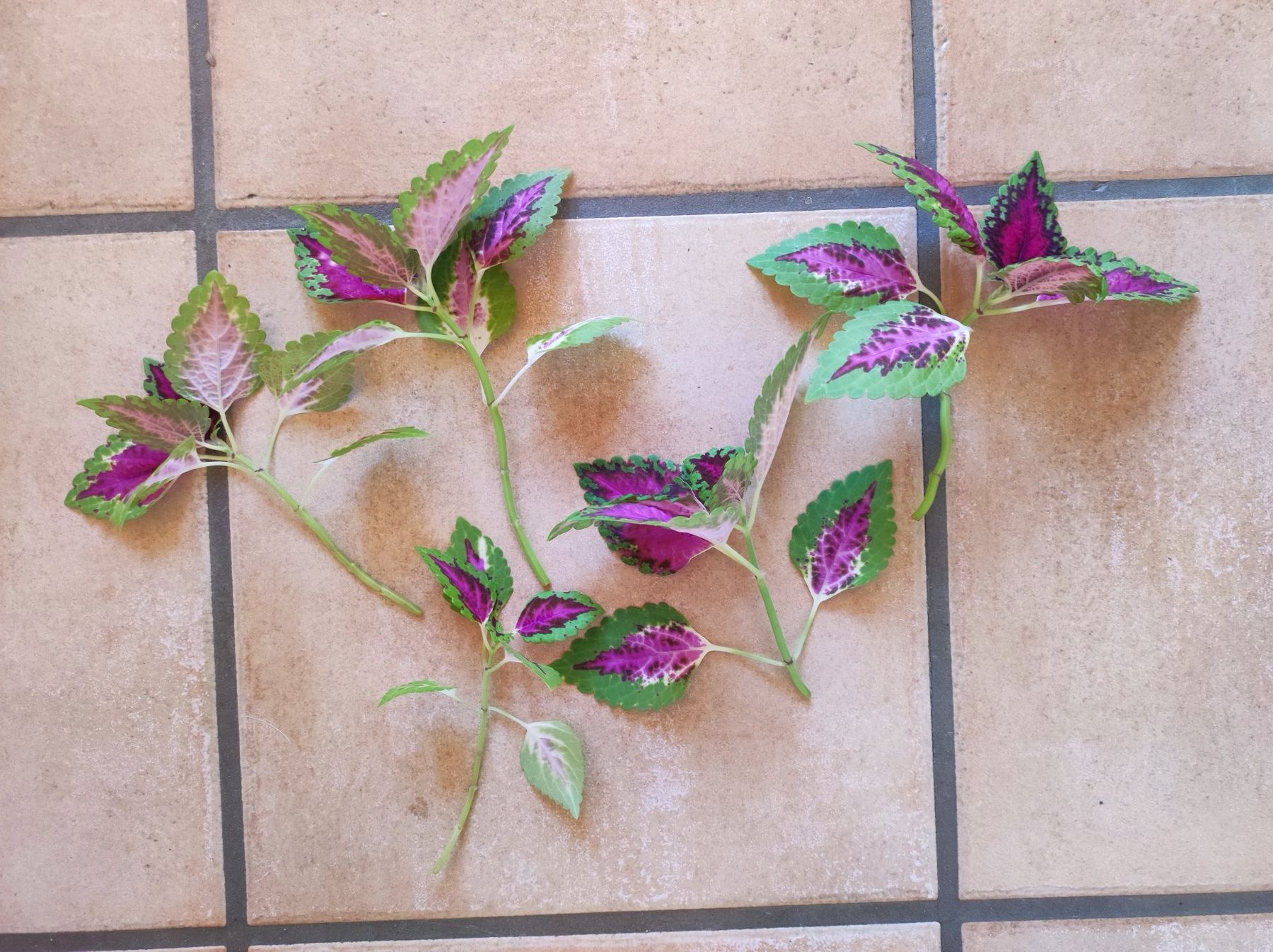 Piante & sementi: Coleus – Nuovo e nell'imballaggio originale da Hasliberg Hohfluh venduto da eva_9895 3