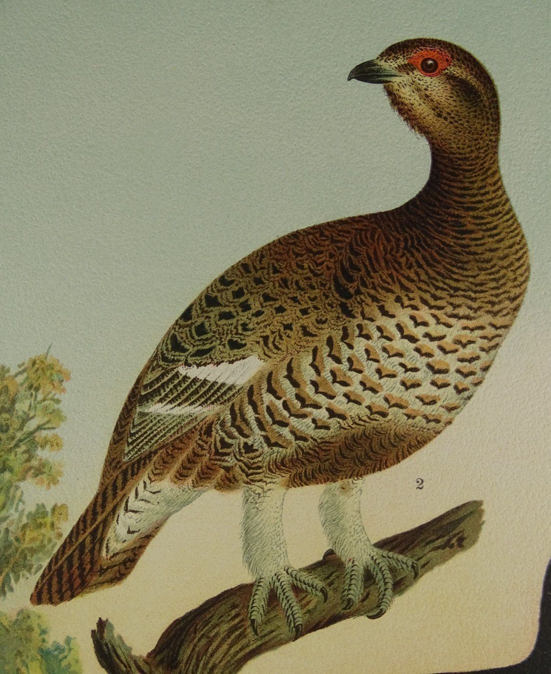 Grafiken & Lithographien: RACKELWILD, CHROMOLITHOGRAPHIE UM 1900 – Gebraucht aus Grüningen von Kartensammler 4