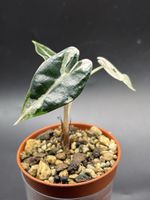 Alocasia Bambino Pink Variegata (1-6)