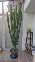 Wolfsmilch Kaktus Euphorbia ca. 260cm