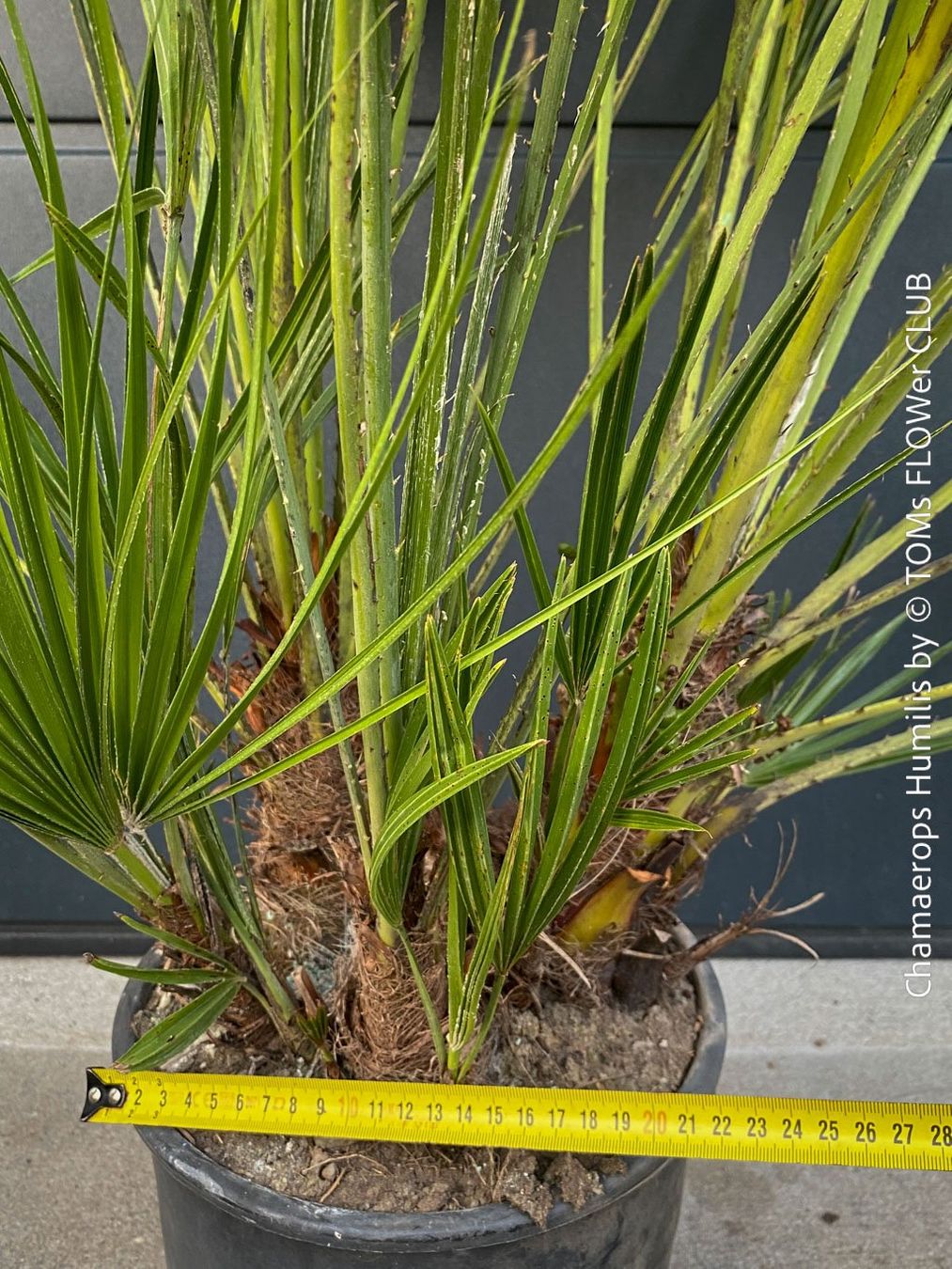 Piante & sementi: Chamaerops Humilis - fürs Haus oder Garten - robuste Palme – Nuovo e nell'imballaggio originale da Adliswil venduto da astom369 4