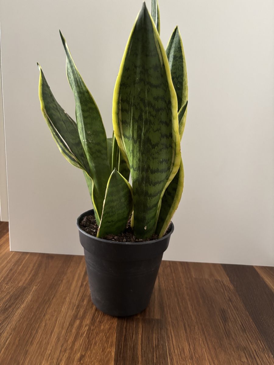 Piante & sementi: Pflanze Schwiegermutterzunge - Höhe ca. 48 cm – Usato da Zürich venduto da FedeSara