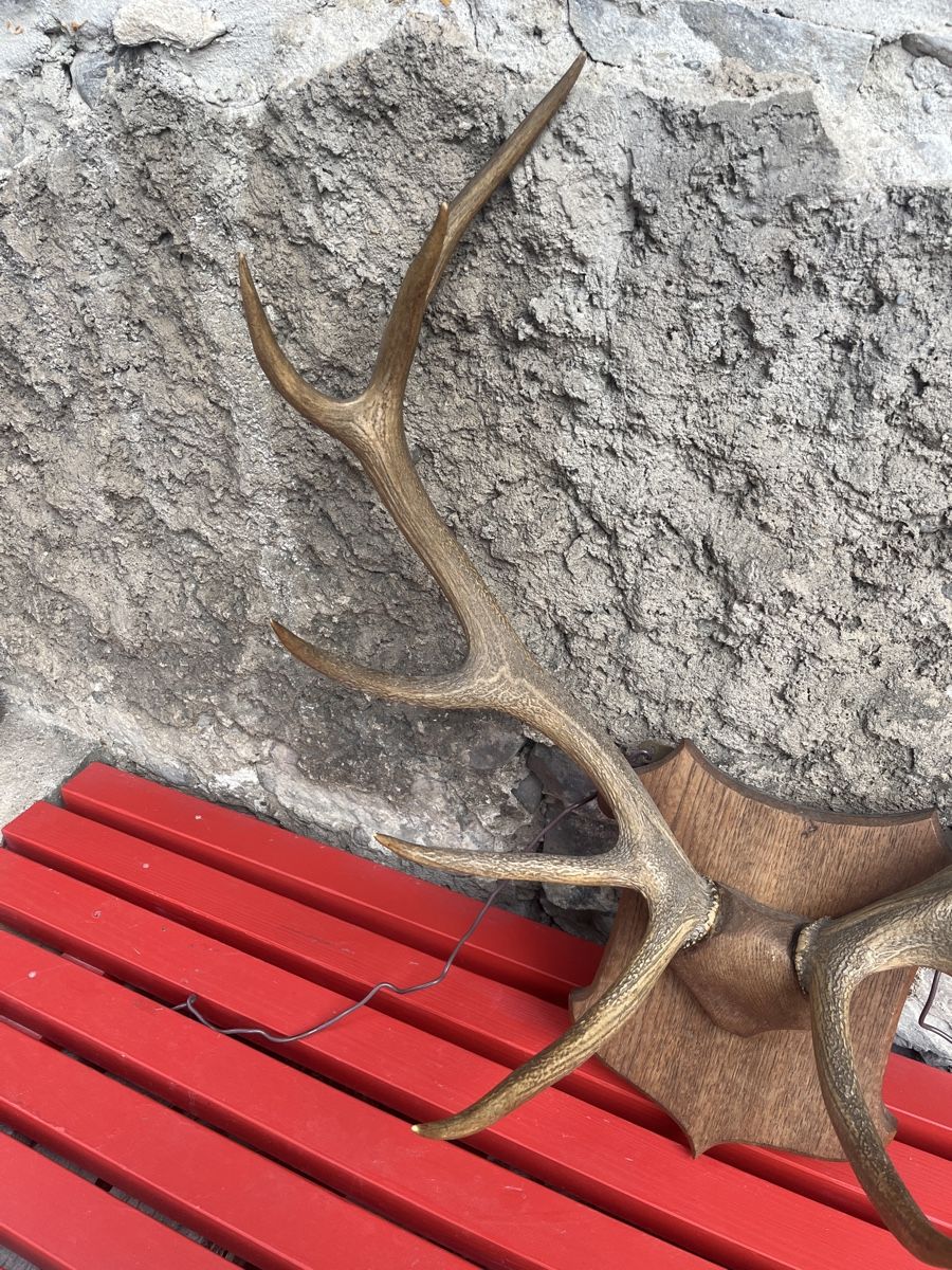 Sonstiges zum Sammeln & Seltenes: Großes Hirschgeweih auf Holzschild - Rustikale Herbstdeko! – Gebraucht aus Brienz BE von hey_z9vg 2