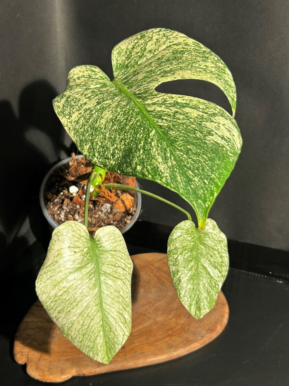 MONSTERA MINT M PREMIUM VARIEGATION! TOP ANGEBOT!  (Gebraucht) in  Giubiasco fr CHF 119  mit Lieferung auf Ricardo kaufen