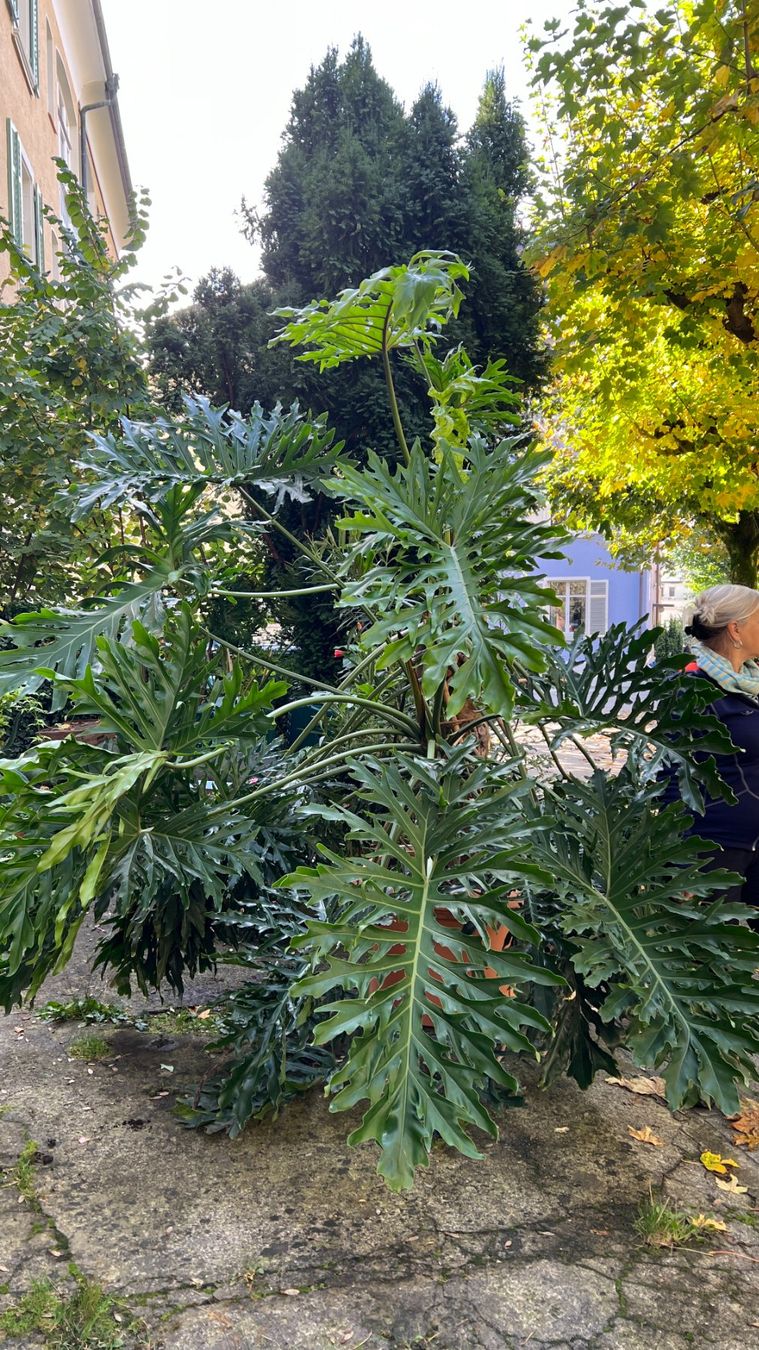 Pflanzen & Samen: Monstera – Gebraucht aus Zürich von Kirk1 2
