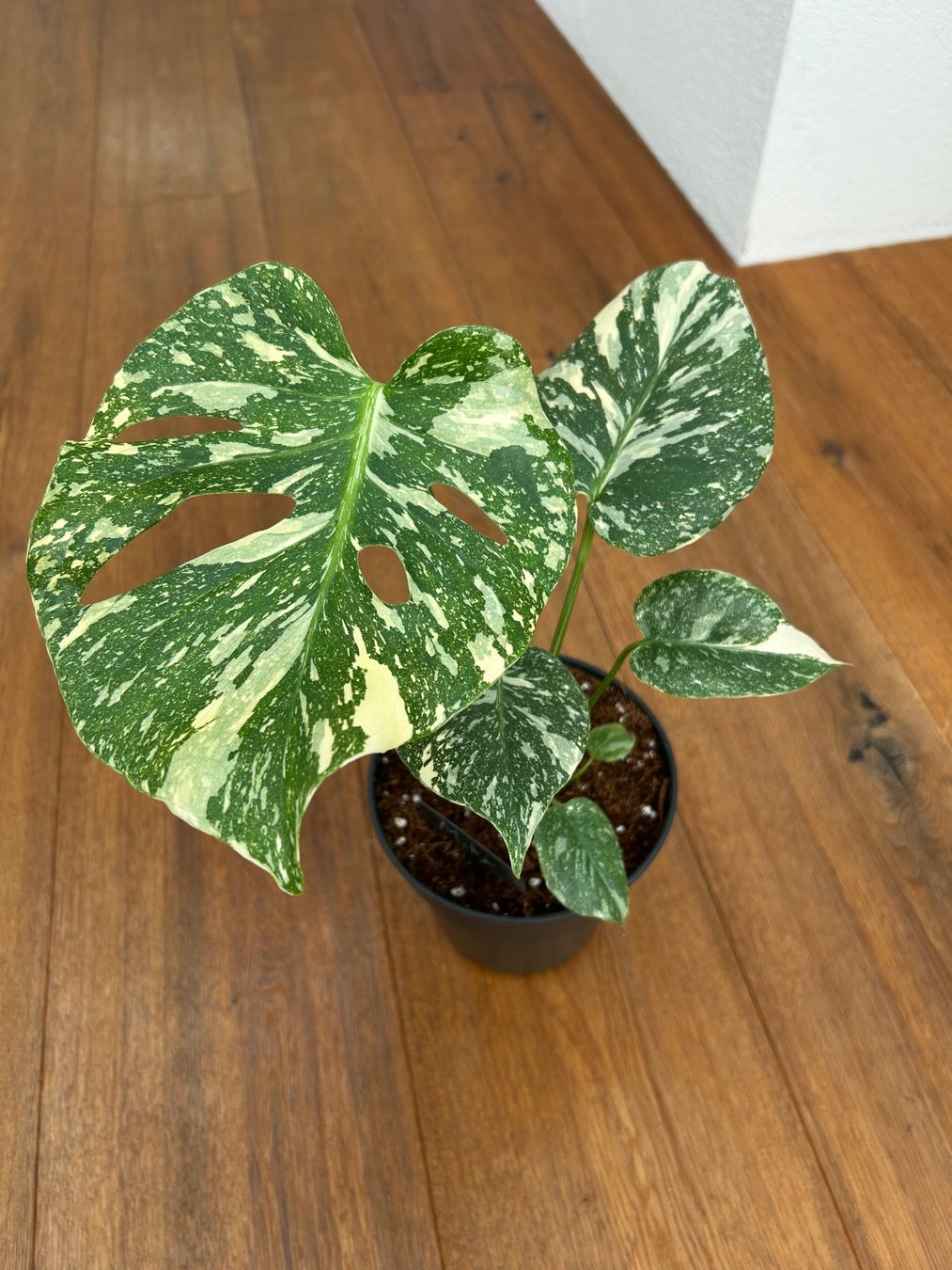 Piante & sementi: Monstera Thai Constellation💚 – Usato da Wattwil venduto da Mikesplantshop