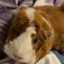 Profile image of BadSquirrel5