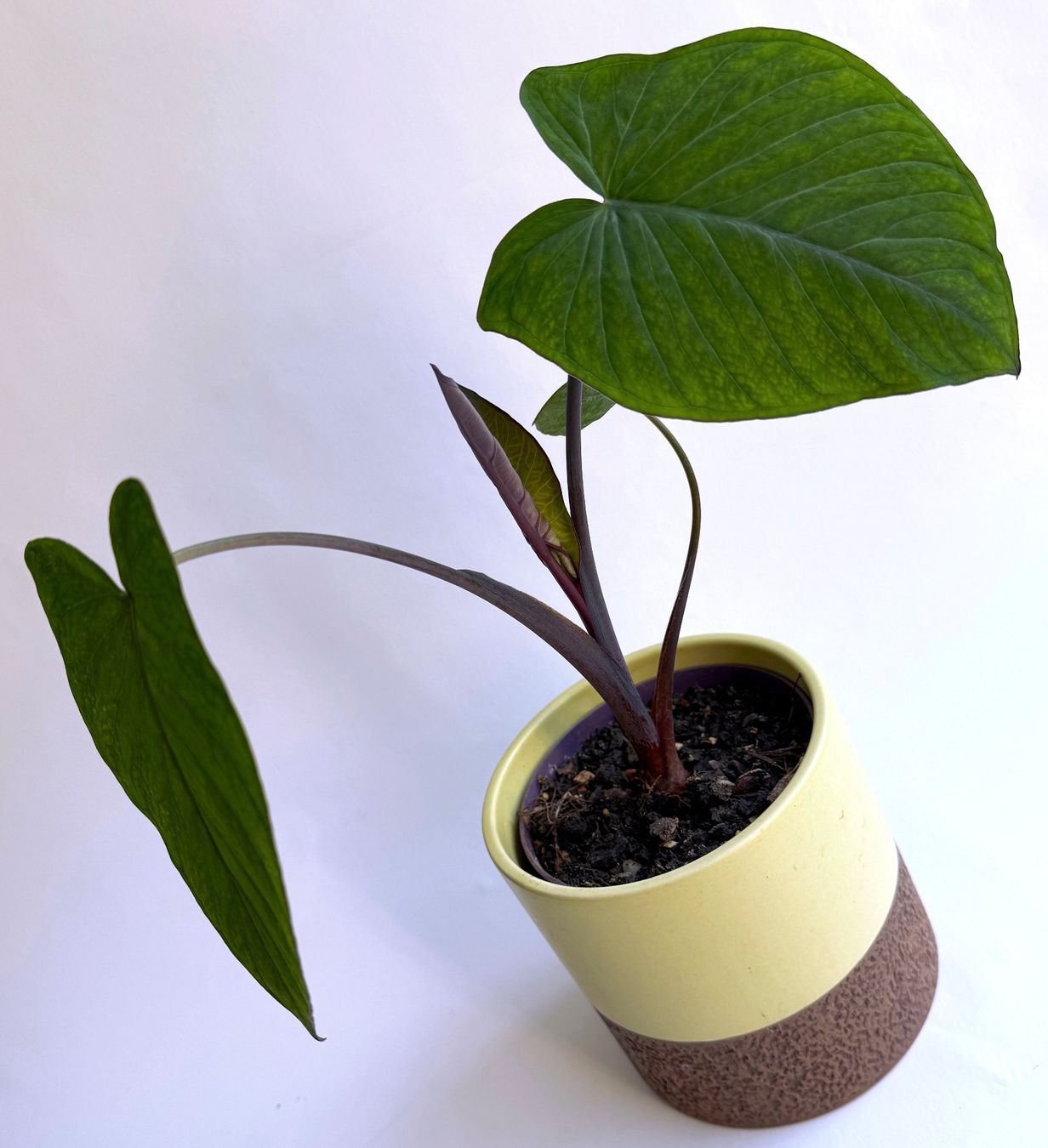 Pflanzen & Samen: COLOCASIA***ESCULENTA***** – Neu (gemäss Beschreibung) aus Dübendorf von Orchid18 1