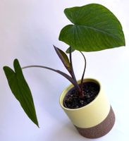 COLOCASIA***ESCULENTA*****