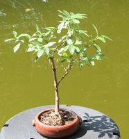 BONSAI  -  Wilder Flieder