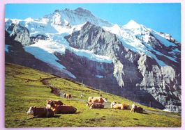 Jungfrau