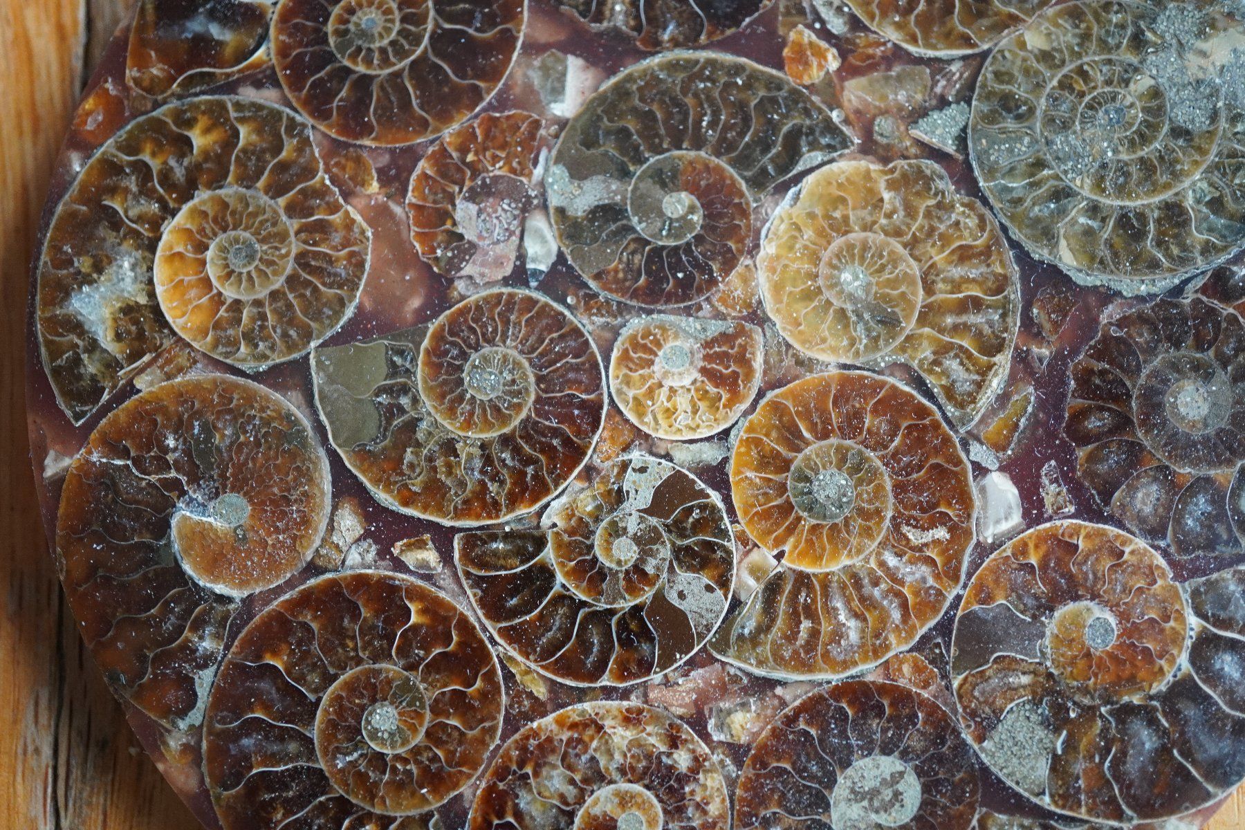 Fossili: Ammonit  Platte      Sammlerstück  ca 11cm  Diverse – Nuovo e nell'imballaggio originale da Eschenbach SG venduto da craniums 6