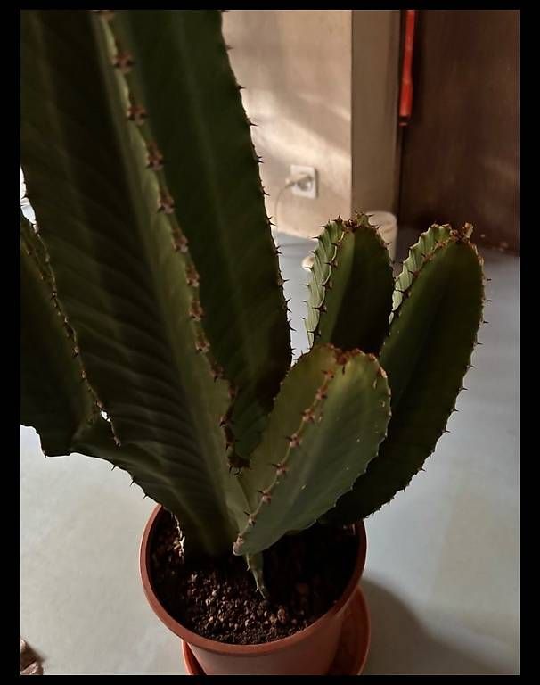 Piante & sementi: Cactus da interni Euphirbia cm 55 – Usato da Muzzano venduto da mhf_zrj6 1
