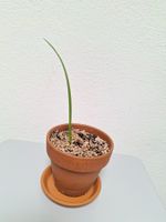 Winterharte Zwergpalmen (Chamaerops humilis)