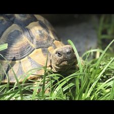 Profile image of Greenturtle
