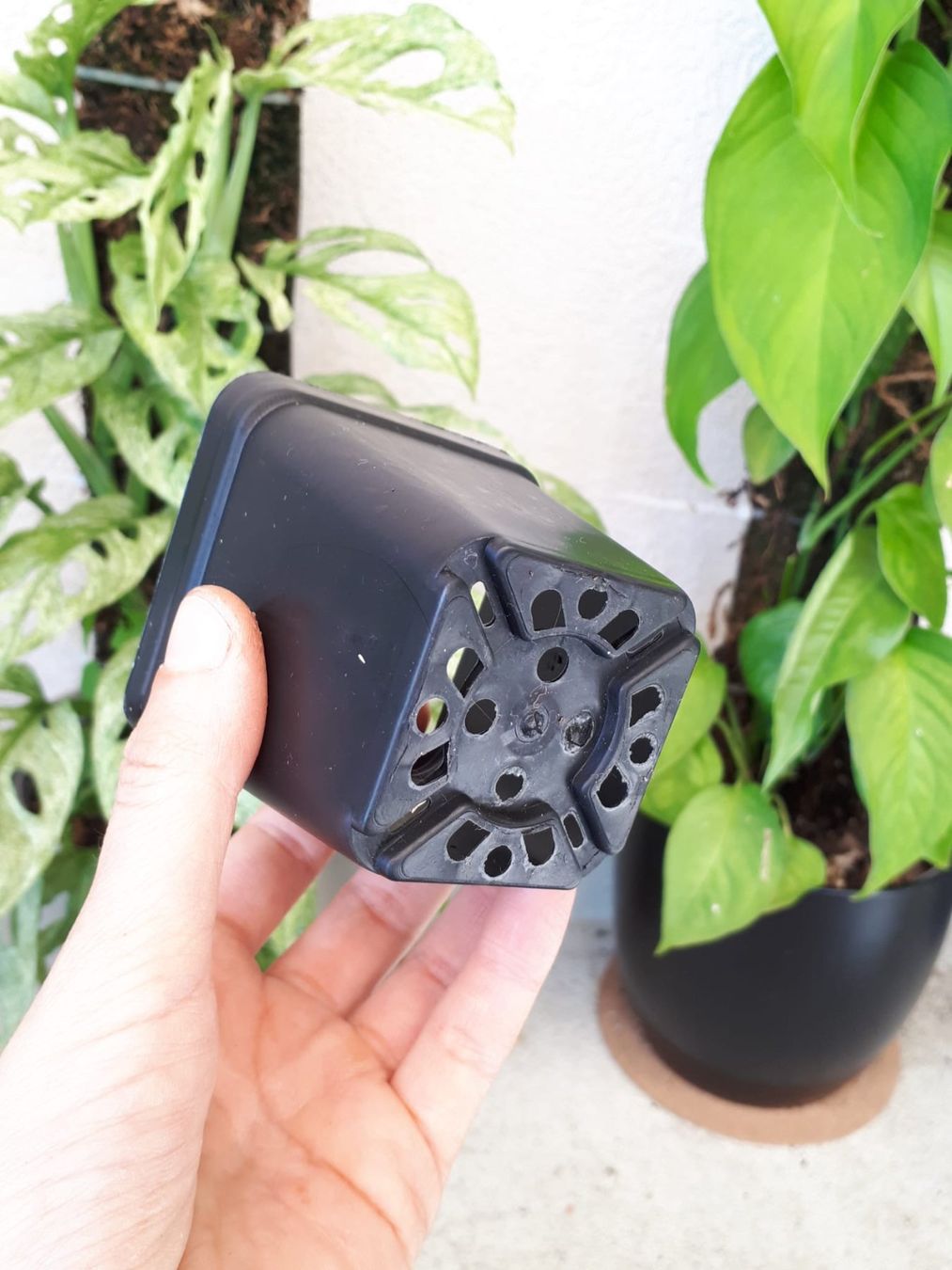 Vasi per fiori: 5 Stk Anzuchttöpfe, eckig, 7cm – Nuovo (secondo la descrizione) da Brittnau venduto da Freaks-of-Nature 3