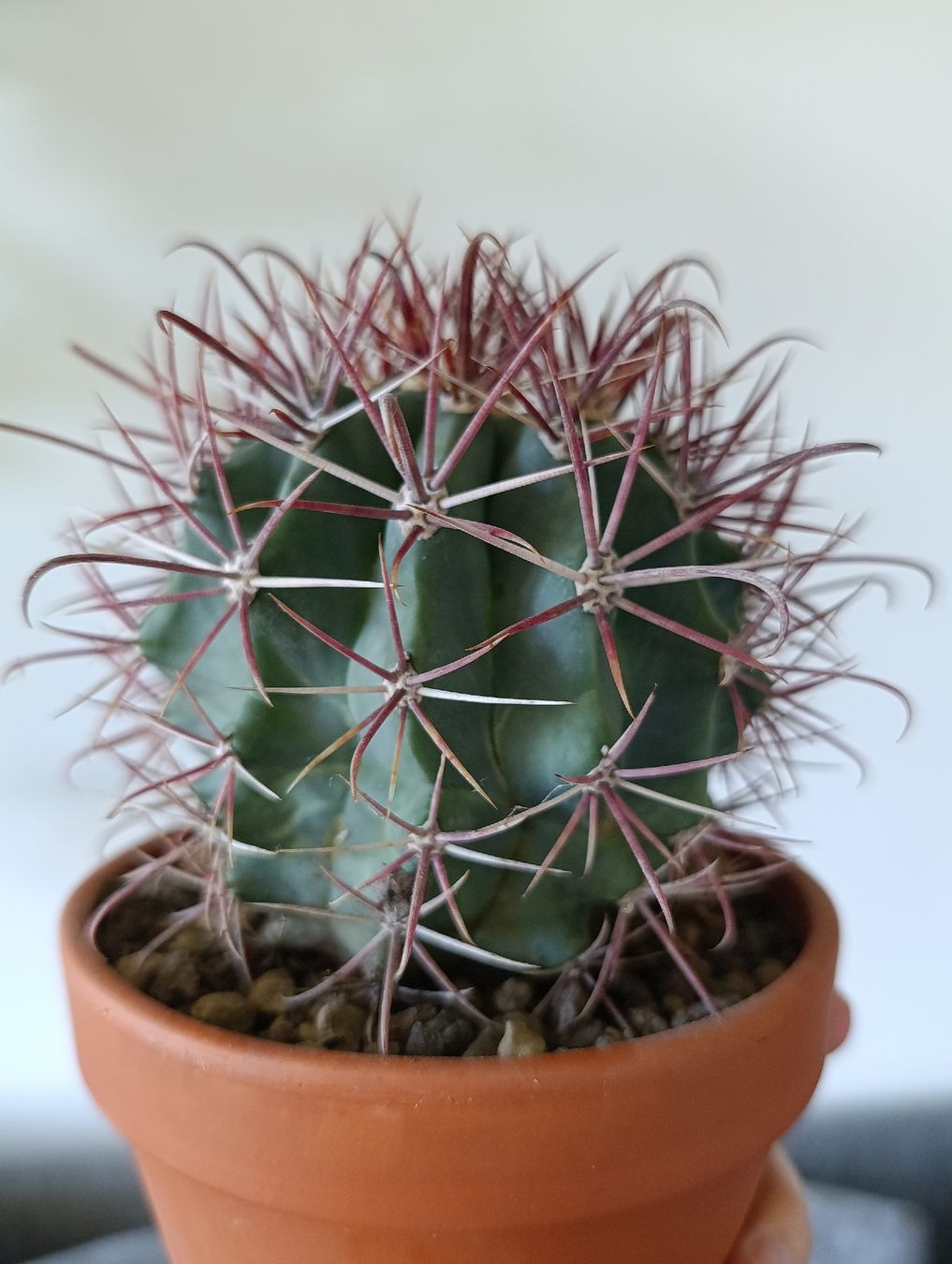 Plantes & graines: Ferocactus  – D'occasion à Baar par L.isa28 3