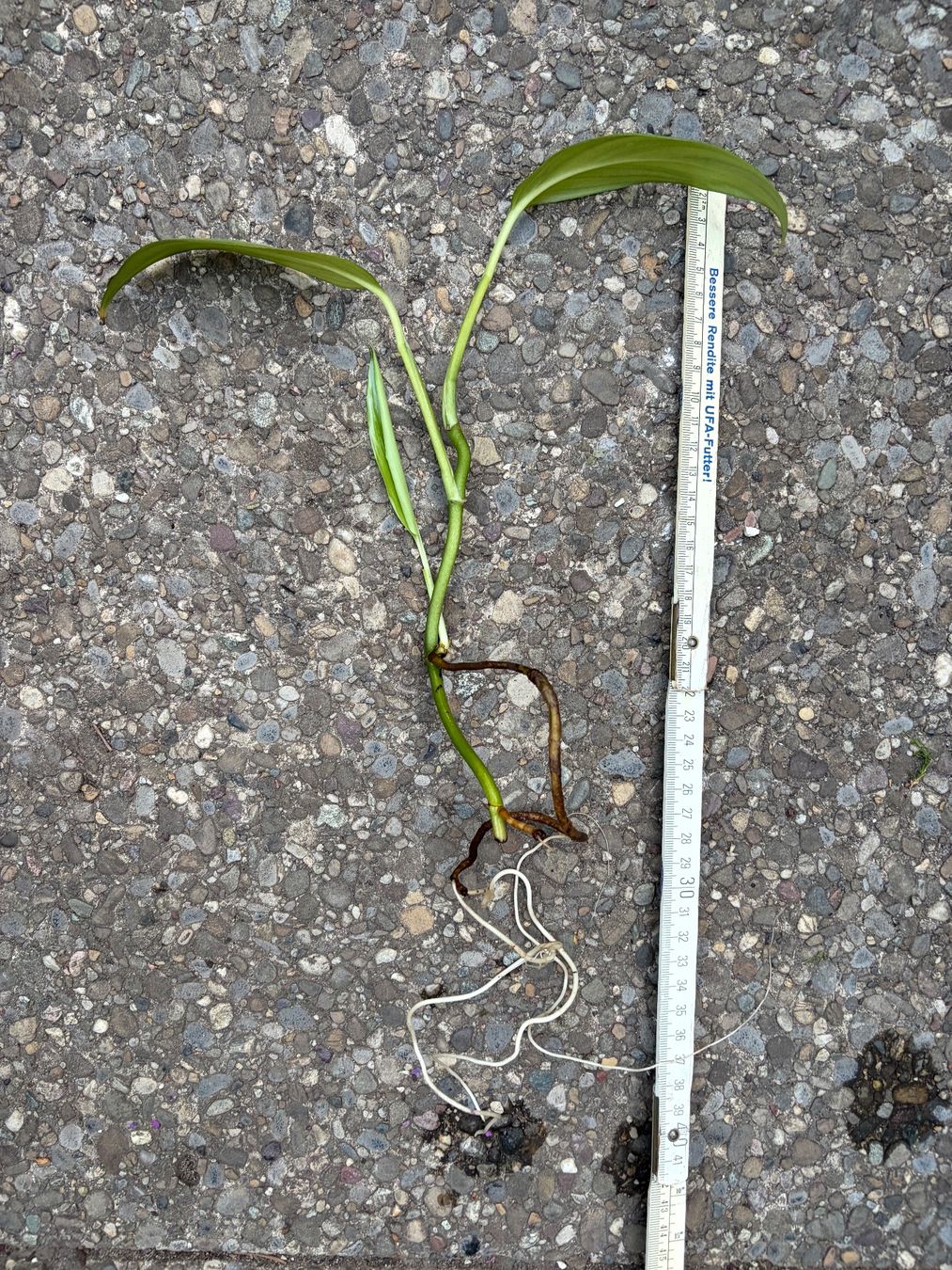 Pflanzen & Samen: Epipremnum amplissimum Silver Leaf gut bewurzelter Steckling – Neu (gemäss Beschreibung) aus Winterthur von Aniger 4