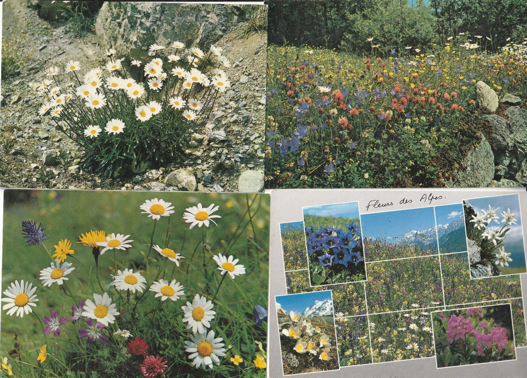 Ansichtskarten: 40 Schöne Blumenkarten – Gebraucht aus Lumbrein von made02 8