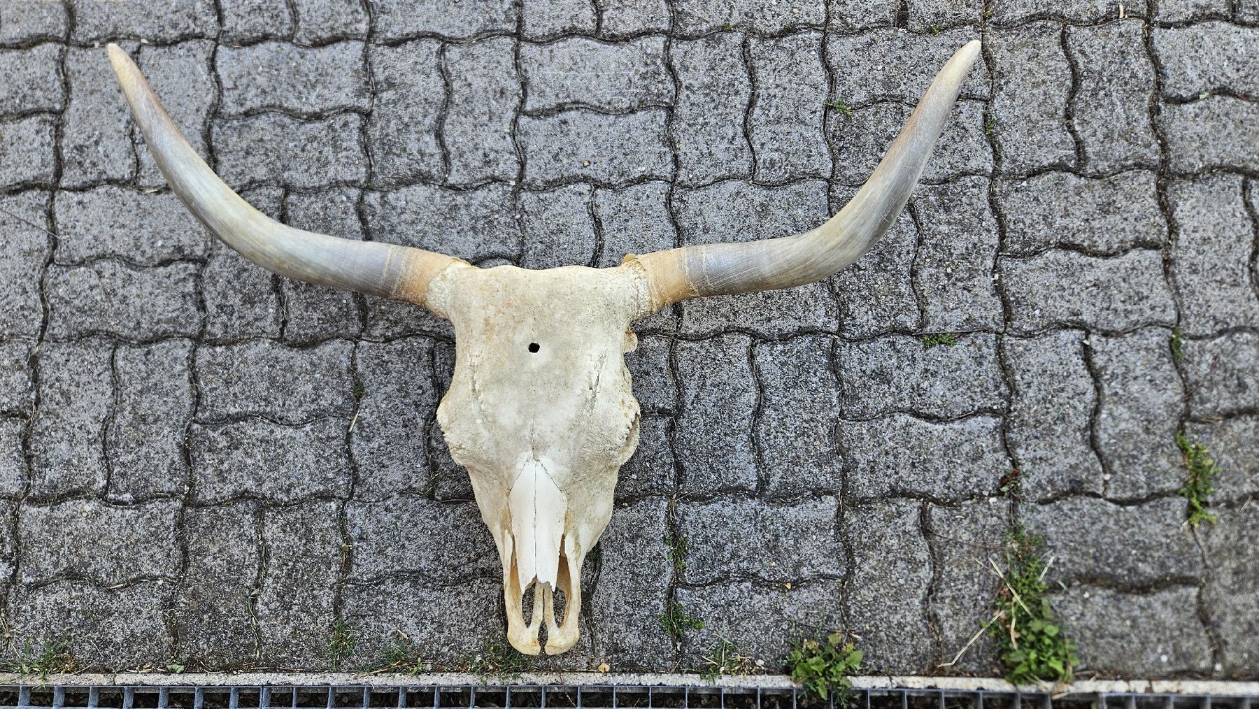 Il mondo degli animali: Kuh Schädel – Usato da Heiden venduto da Reb-12-123