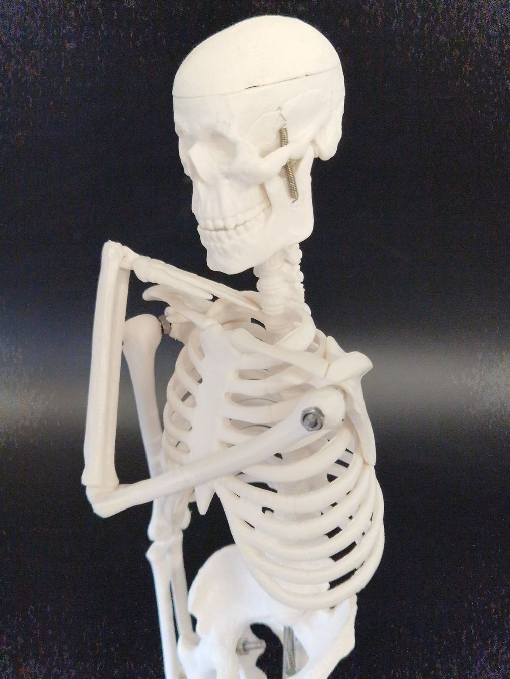 Kit di modellismo & Modellini statici: Anatomie Skelett (klein) – Usato da Muhen venduto da Restwert_Muhen 3