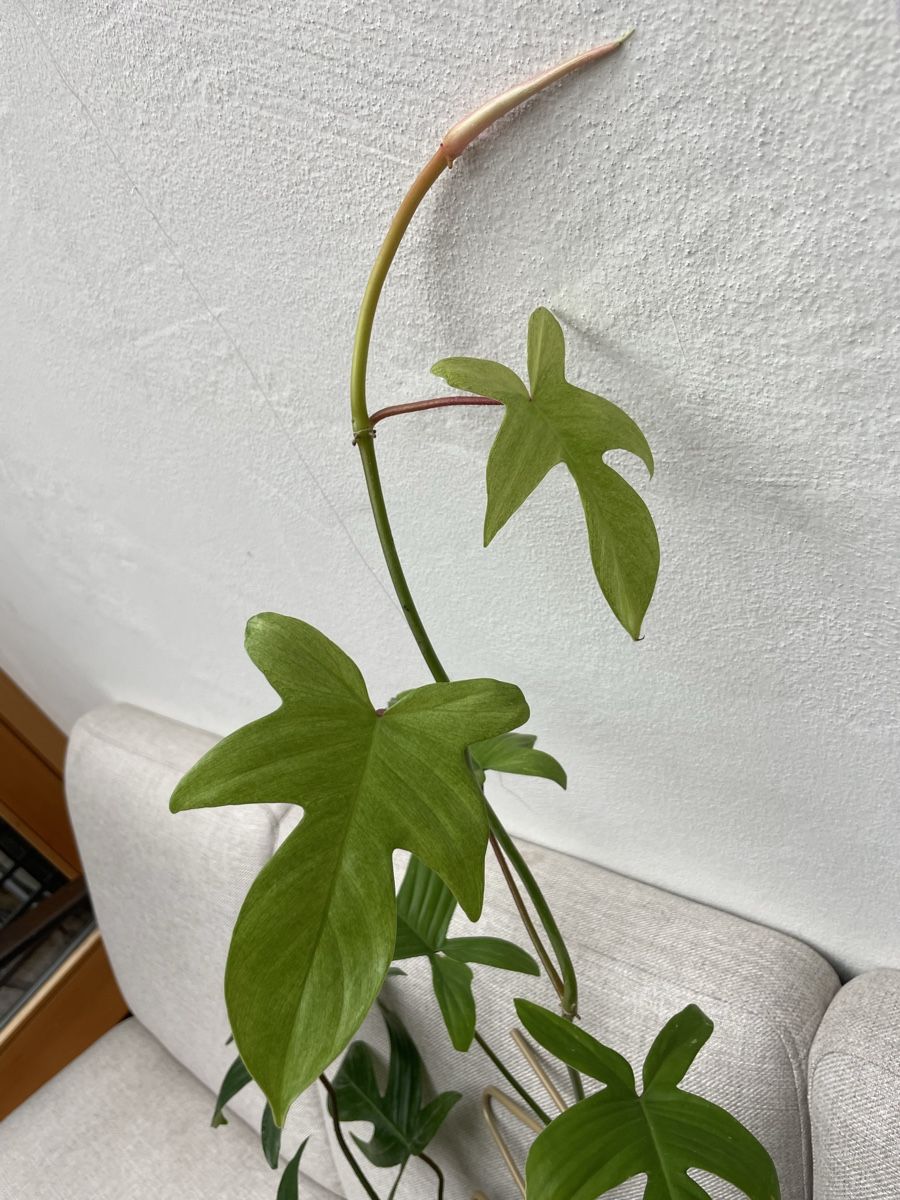 Piante & sementi: Philodendron Florida Ghost – Usato da Reinach BL venduto da isa_cgz8 2