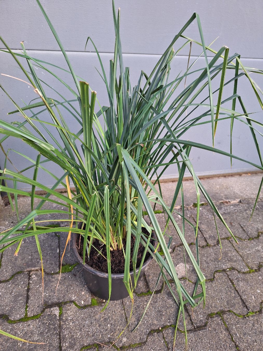Piante & sementi: Zuergrass – Usato da Ettingen venduto da Platzhirsch63 1