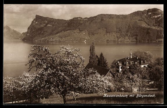 Cartoline postali: Kastanienbaum, Panorama mit Bürgenstock – Usato da Berlin venduto da bartko-reher