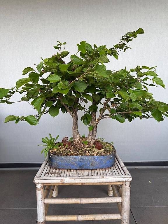 Plantes & graines: Haselnuss Bonsai – D'occasion à Ennetbaden par miboo