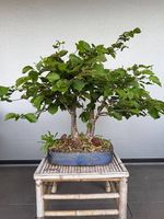 Haselnuss Bonsai