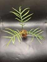 Philodendron Tortum (1-3)
