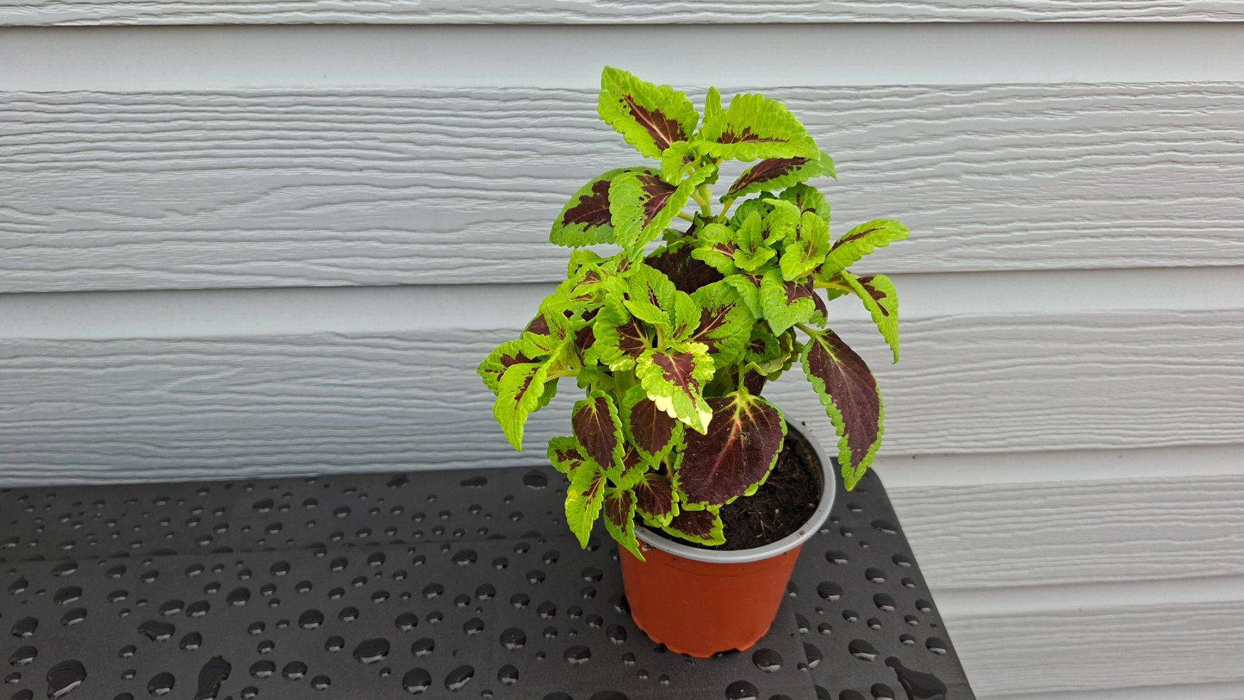 Plantes & graines: Coleus plante en pot – D'occasion à Les Brenets par glo_267f 1
