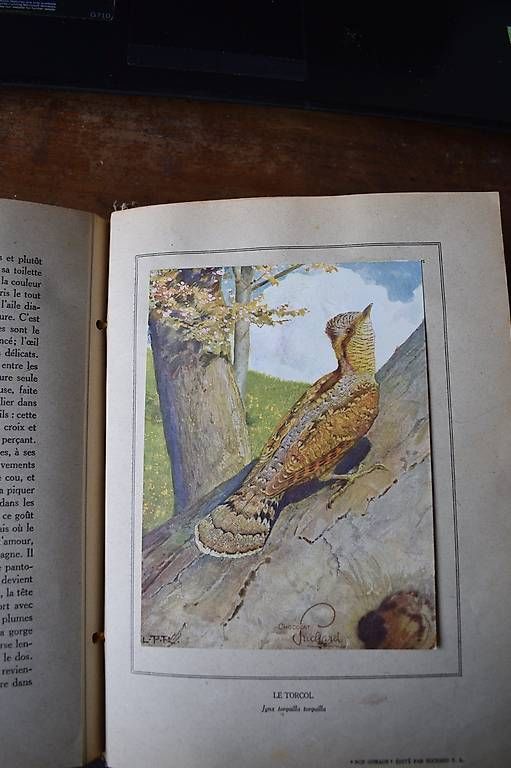 Libri: Paul Robert der Maler auf  FR. – Usato da Brügg BE venduto da Aristotolius 3