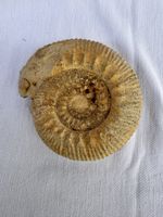 Großer Ammonit Stephanoceras (ca. 13 cm / 477g) fli