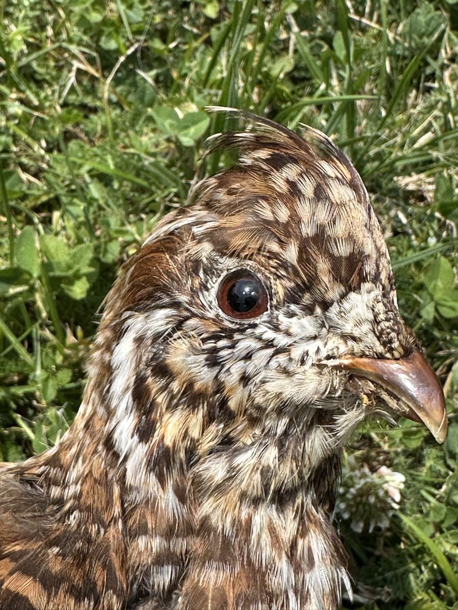 Monde des animaux: Tierpreparat Alpenschneehuhn – D'occasion à St.Moritz par marog90