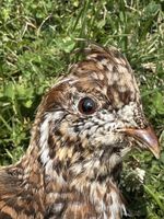 Tierpreparat Alpenschneehuhn