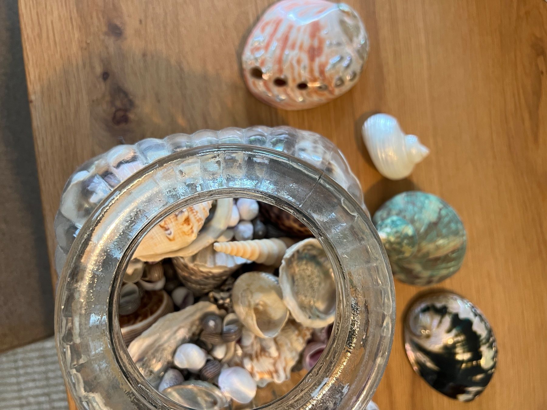 Fossili: Muscheln diverse – Usato da Fällanden venduto da Caramel7 4