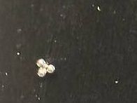 Gioielli per piercing: Weissgold Piercing neu – Nuovo e nell'imballaggio originale da Spreitenbach venduto da seida76