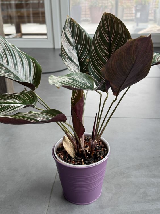 Plants Are Purple Wo Kaufen